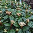 Kép 1/2 - Viburnum davidii - Törpe bangita