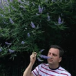 Kép 1/3 - Vitex agnus-castus - Illatos barátcserje