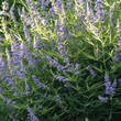 Kép 2/3 - Vitex agnus-castus - Illatos barátcserje