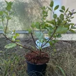 Kép 1/3 - Vitex 'Daniel Searle' (syn. 'Chicagoland Blues™') – Barátcserje