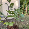 Kép 3/3 - Vitex 'Daniel Searle' (syn. 'Chicagoland Blues™') – Barátcserje