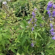 Kép 3/3 - Vitex negundo – Szeldeltlevelű kínai barátcserje