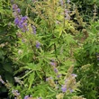 Kép 2/3 - Vitex negundo – Szeldeltlevelű kínai barátcserje