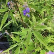 Kép 1/3 - Vitex negundo – Szeldeltlevelű kínai barátcserje
