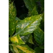 Kép 2/4 - Aucuba japonica 'Crotonifolia' - Babérsom rendelés