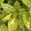 Kép 2/3 - Aucuba japonica 'Crotonifolia' - Babérsom