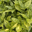 Kép 4/4 - Aucuba japonica 'Crotonifolia' - Babérsom