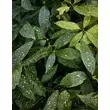 Kép 1/3 - Aucuba japonica 'Variegata' - Tarkalevelű babérsom