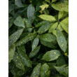 Kép 1/3 - Aucuba japonica 'Variegata' - Tarkalevelű babérsom