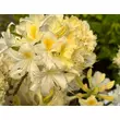Kép 4/4 - Azalea 'Daviesii' – Knap Hill Azálea képek rendelés vásárlás a Megyeri Szabolcs Kertészeti webáruházban