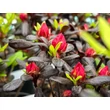 Kép 3/3 - Azalea japonica 'Maruschka' – Azálea képek rendelés vásárlás a Megyeri Szabolcs Kertészeti webáruházban
