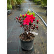 Kép 2/3 - Azalea japonica 'Maruschka' – Azálea képek rendelés vásárlás a Megyeri Szabolcs Kertészeti webáruházban
