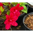 Kép 1/3 - Azalea japonica 'Maruschka' – Azálea