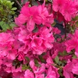 Kép 2/2 - Azalea japonica 'Anne Frank' – Azálea