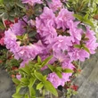 Kép 4/4 - Azalea japonica 'Elsie Lee' – Azálea