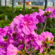 Kép 2/4 - Azalea japonica 'Elsie Lee' – Azálea