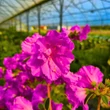 Kép 3/4 - Azalea japonica 'Elsie Lee' – Azálea