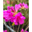 Kép 2/2 - Azalea japonica 'Geisha Purple' – Azálea képek rendelés vásárlás a Megyeri Szabolcs Kertészeti webáruházban