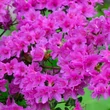 Kép 1/2 - Azalea japonica 'Geisha Purple' – Azálea