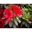 Kép 4/4 - Azalea japonica 'Hotshot Variegata' – Azálea képek rendelés vásárlás a Megyeri Szabolcs Kertészeti webáruházban