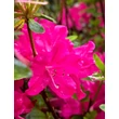 Kép 4/5 - Azalea japonica 'Kermesina' – Azálea