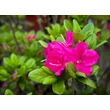 Kép 2/5 - Azalea japonica 'Kermesina' – Azálea képek rendelés vásárlás a Megyeri Szabolcs Kertészeti webáruházban