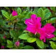 Kép 3/5 - Azalea japonica 'Kermesina' – Azálea képek rendelés vásárlás a Megyeri Szabolcs Kertészeti webáruházban