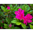 Kép 4/4 - Azalea japonica 'Kermesina' – Azálea képek rendelés vásárlás a Megyeri Szabolcs Kertészeti webáruházban