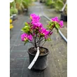 Kép 2/4 - Azalea japonica 'Lilienstein' – Azálea képek rendelés vásárlás a Megyeri Szabolcs Kertészeti webáruházban