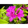 Kép 3/4 - Azalea japonica 'Lilienstein' – Azálea képek rendelés vásárlás a Megyeri Szabolcs Kertészeti webáruházban