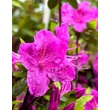 Kép 1/4 - Azalea japonica 'Lilienstein' – Azálea