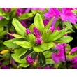 Kép 4/4 - Azalea japonica 'Lilienstein' – Azálea képek rendelés vásárlás a Megyeri Szabolcs Kertészeti webáruházban