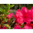 Kép 3/5 - Azalea japonica 'Moederkesdag' – Azálea képek rendelés vásárlás a Megyeri Szabolcs Kertészeti webáruházban