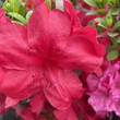 Kép 4/5 - Azalea japonica 'Moederkesdag' – Azálea