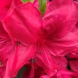 Kép 5/5 - Azalea japonica 'Moederkesdag' – Azálea