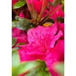 Kép 1/4 - Azalea japonica 'Purpurkissen' – Azálea