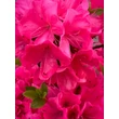 Kép 3/4 - Azalea japonica 'Purpurkissen' – Azálea képek rendelés vásárlás a Megyeri Szabolcs Kertészeti webáruházban