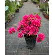 Kép 2/4 - Azalea japonica 'Purpurkissen' – Azálea képek rendelés vásárlás a Megyeri Szabolcs Kertészeti webáruházban