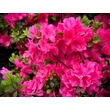 Kép 4/4 - Azalea japonica 'Purpurkissen' – Azálea képek rendelés vásárlás a Megyeri Szabolcs Kertészeti webáruházban