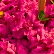 Kép 4/4 - Azalea japonica 'Rokoko' – Azálea