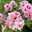 Kép 2/4 - Rhododendron 'Belami' (syn.: 'Hachbela') – Örökzöld havasszépe