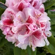 Kép 3/4 - Rhododendron 'Belami' (syn.: 'Hachbela') – Örökzöld havasszépe