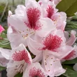 Kép 4/4 - Rhododendron 'Belami' (syn.: 'Hachbela') – Örökzöld havasszépe