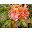 Kép 3/4 - Rhododendron 'Berry Rose' – Knap Hill azálea (rózsaszín, narancs torokkal) képek rendelés vásárlás a Megyeri Szabolcs Kertészeti webáruházban
