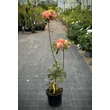 Kép 2/4 - Rhododendron 'Berry Rose' – Knap Hill azálea (rózsaszín, narancs torokkal) képek rendelés vásárlás a Megyeri Szabolcs Kertészeti webáruházban