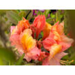 Kép 1/4 - Rhododendron 'Berry Rose' – Knap Hill azálea (rózsaszín, narancs torokkal)