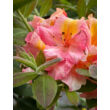 Kép 4/4 - Rhododendron 'Berry Rose' – Knap Hill azálea (rózsaszín, narancs torokkal) képek rendelés vásárlás a Megyeri Szabolcs Kertészeti webáruházban