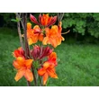 Kép 5/5 - Rhododendron 'Golden Eagle' – Azálea képek rendelés vásárlás a Megyeri Szabolcs Kertészeti webáruházban