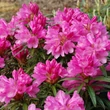 Kép 2/5 - Rhododendron 'Graziela' – Örökzöld havasszépe