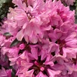 Kép 3/5 - Rhododendron 'Graziela' – Örökzöld havasszépe